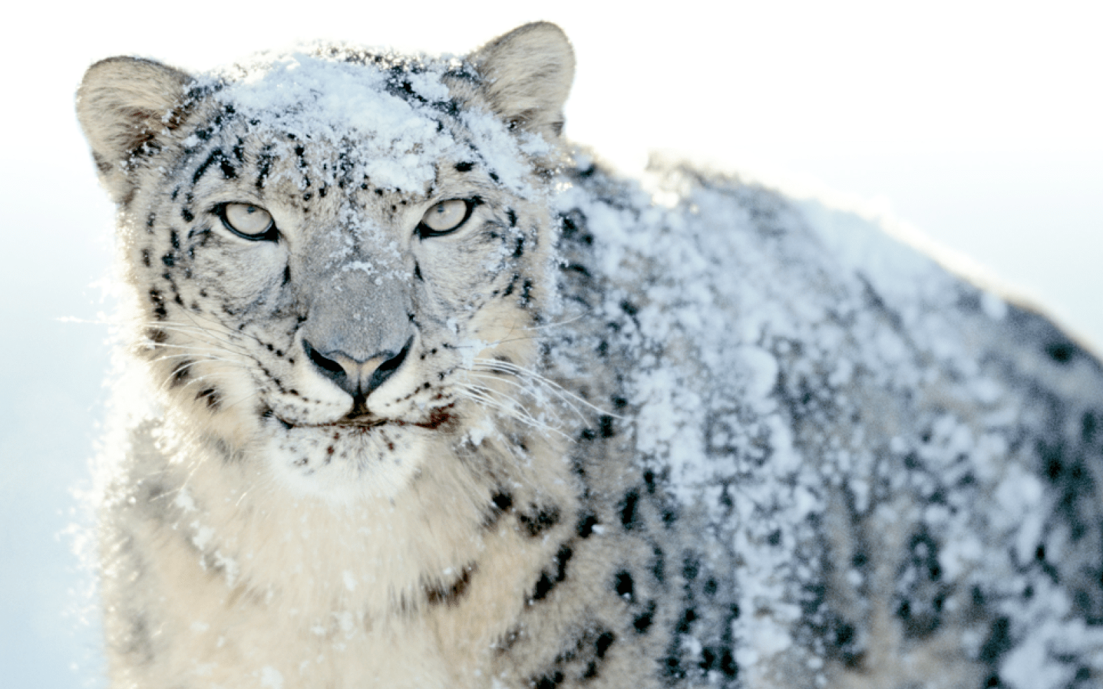 Mac snow leopard manual free download